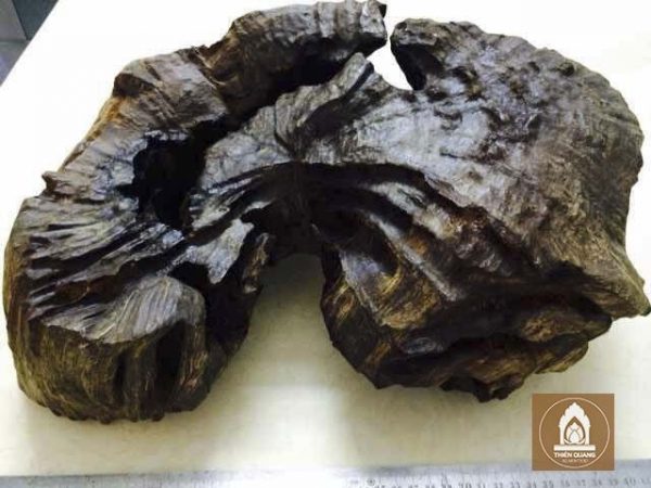 Thien Quang Agarwood – 天光 沉香