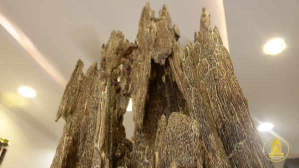 Thien Quang Agarwood – 天光 沉香